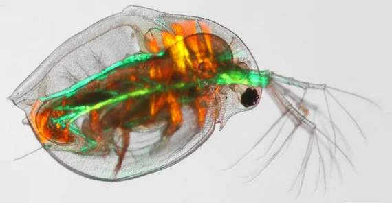 “The microscope is a medium of visualization,” explains Lina Maria Stahl. Picture: Fotolia