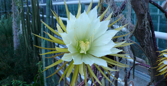 Königin der Nacht Königin der Nacht