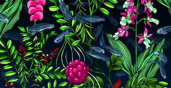 Das Bild der Grafikdesignerin Kat Menschik zeigt zerebrale kavernöse Fehlbildung (Beere) inmitten von Heilpflanzen. Aus den Heilpflanzen werden einige der identifizierten Wirkstoffe gewonnen. Die dargestellten Zebrafische symbolisieren die Tiermodelle. Foto: Kat Menschik.