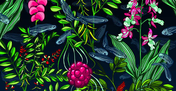 Das Bild der Grafikdesignerin Kat Menschik zeigt zerebrale kavernöse Fehlbildung (Beere) inmitten von Heilpflanzen. Aus den Heilpflanzen werden einige der identifizierten Wirkstoffe gewonnen. Die dargestellten Zebrafische symbolisieren die Tiermodelle. Foto: Kat Menschik.