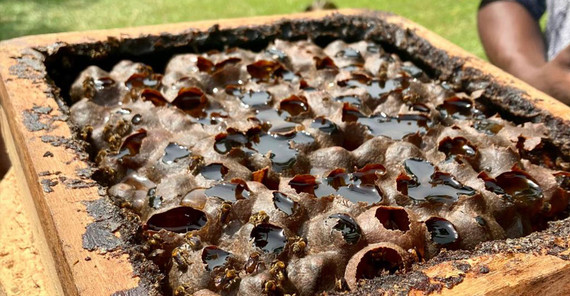 Stingless Bee Farm: A honeycomb of the beehive from which we taste the honey directly Stingless Bee Farm: A honeycomb of the beehive from which we taste the honey directly