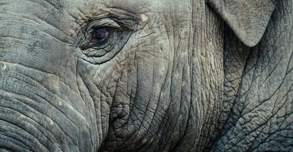 A close-up of an elephant’s face, focusing on its eye.