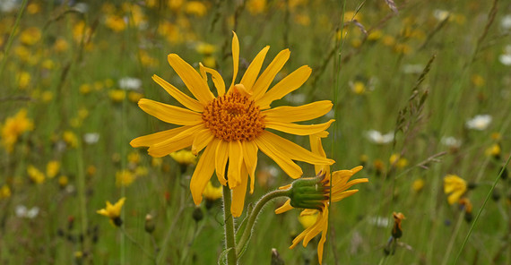 Die Arnika gehört zu den bedrohten heimischen Wildpflanzen. Wildpflanze Arnika.