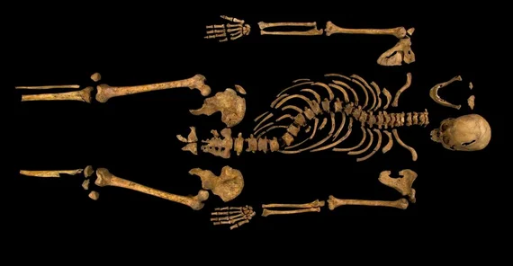 The skeleton of Richard III. Photo: University of Leicester.