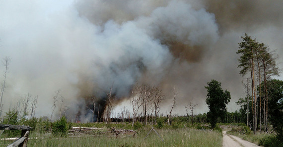 Waldbrand in Treuenbrietzen 2022. Sehr viel Qualm steigt über Kiefern auf. In der Ferne sieht man am Boden sieht man Glut und Flammen.