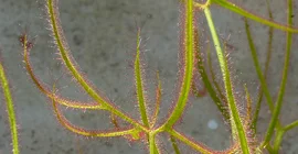 Sonnentau © Botanischer Garten