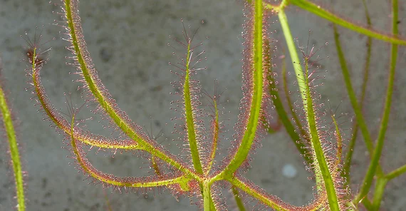 Sonnentau © Botanischer Garten