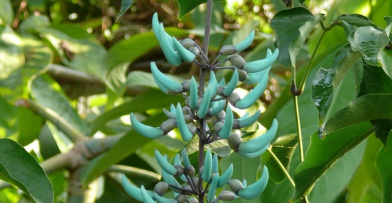 Jadewein (Strongylodon macrobotrys) (Foto: Michael Burkart) Jadewein (Strongylodon macrobotrys) (Foto: Michael Burkart)