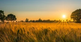 Gestenfeld mit untergehender Sonne