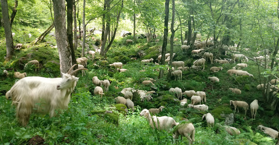 Fredericas Ziegen in San Antonio- Foto: Lewerenz Fredericas Ziegen in San Antonio- Foto: Lewerenz