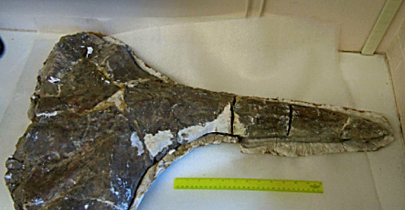 Foto: Walfossil zum Zeitpunkt der Wiederentdeckung 2011 (Foto: Louis L. Jacobs, Southern Methodist University) Foto: Walfossil zum Zeitpunkt der Wiederentdeckung 2011 (Foto: Louis L. Jacobs, Southern Methodist University)