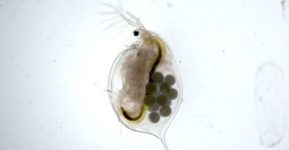 Wasserfloh Daphnia magna (Foto: Silvia Heim) Wasserfloh Daphnia magna (Foto: Silvia Heim)