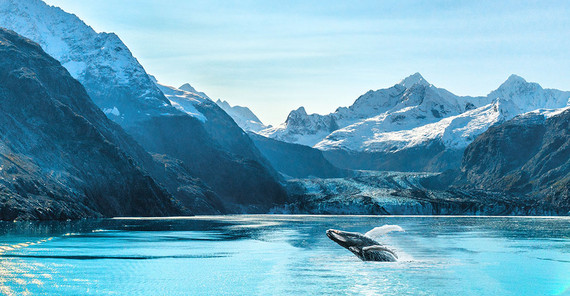 Ökozid am Eis? – Wie Literatur das vielleicht langsamste Artensterben des Klimawandels „verarbeitet“ Alaska luxury cruise travel panoramic. Scenery landscape panorama with humpback whale composite breaching out of waters on glacier bay background