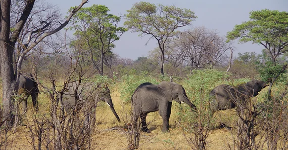 Elefanten in der Savanne