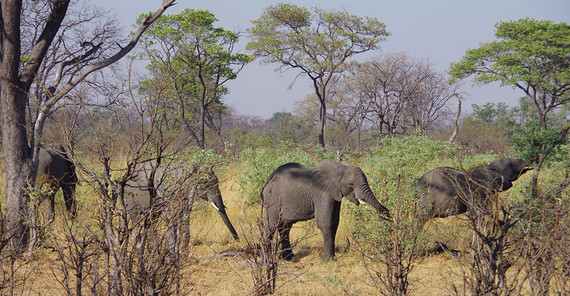 Elefanten in der Savanne