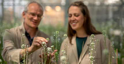 Zwei Personen sind verschwommen im Bildhintergrund zu erkennen. Eine von ihnen berührt Hirtentäschelkraut, das vor ihnen im Bildvordergrund blüht.