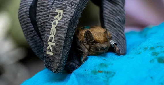 Großer Abendsegler (Fledermaus) mit Sender versehen sitzt auf Stoffuntergrund. Sie wird von einer behandschuhten Hand gehalten.