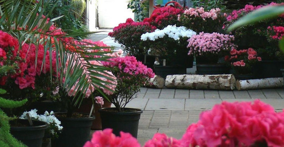 Foto: Azaleen_Botanischer Garten Blumen im Botanischen Garten