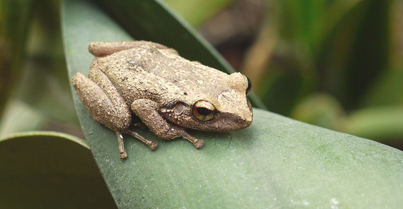 Antillen-Pfeiffrosch
