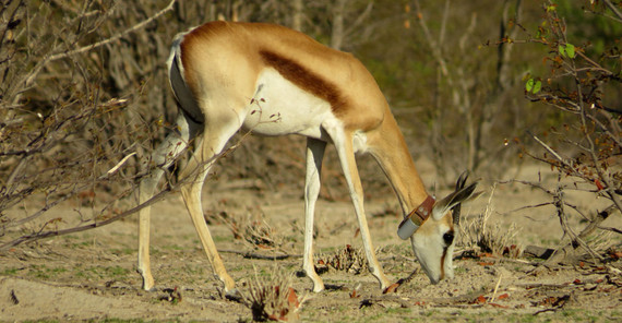 Springbok with GPS neckband | Photo: Robert Hering Springbok with GPS neckband | Photo: Robert Hering