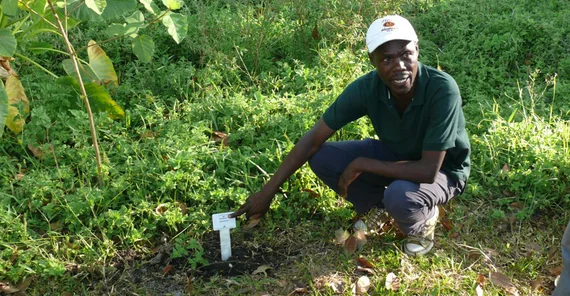 Garden curator John Ndege explains some details on Nelsonia canescens. The photo is from Dr. Michael Burkart.