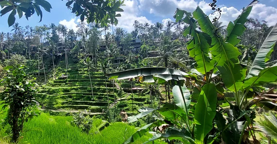 Reisterrassen hiner Banenstauden