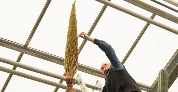 Wenn die Bestäubung gelingt, werden sich Samen entwickeln Bestäubung der Blüte des Stachellosen Rauschopf im Botanischen Garten der Universität Potsdam. Das Foto hat Kevin Ryl aufgenommen.