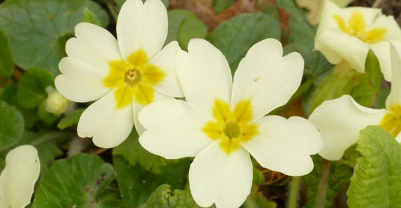 Schlüsselblume.Foto: Michael Lenhard Schlüsselblume.Foto: Michael Lenhard