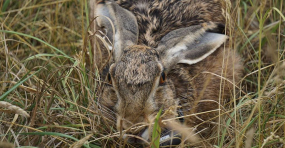 Foto: Besenderter Hase. Foto: Carolin Scholz Foto vom Wildhasen. Foto: Carolin Scholz