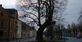 Luther linden tree in Treuenbrietzen. Photo: Uwe Tresp.