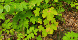 Abundant young stands of sycamore (Acer pseudoplatanus) – in this case alongside Norway maple (Acer platanoides)