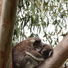 Pia Beeck "Grenzenlose Liebe", Australien