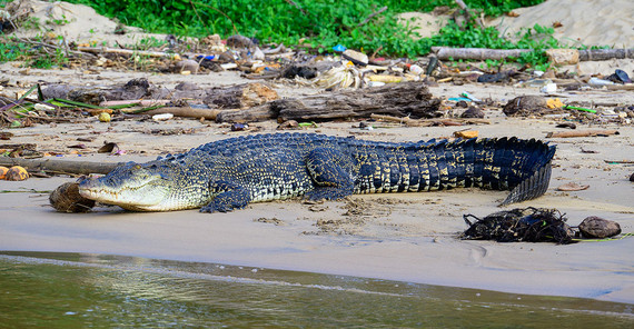 Saltwater crocodiles at a river bank.