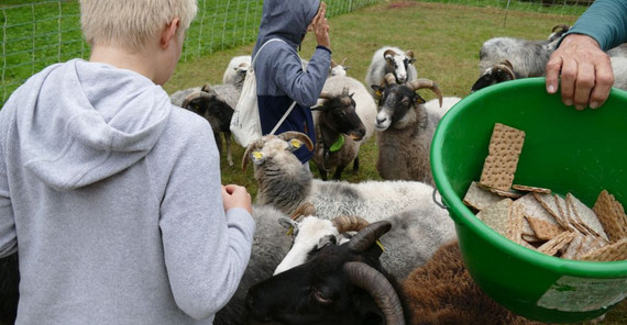 Wiederkäuer für die Wissenschaft | Foto: J. Potratz Das Bild zeigt die Kinder, die die Schafe mit Knäckebrot füttern. Das Bild ist von J. Potratz. Beim Anklicken öffnet sich das Foto im neuen Fenster