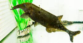 Nilhecht im Versuchsbecken (Foto Karla Fritze)