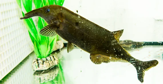 Nilhecht im Versuchsbecken (Foto Karla Fritze)