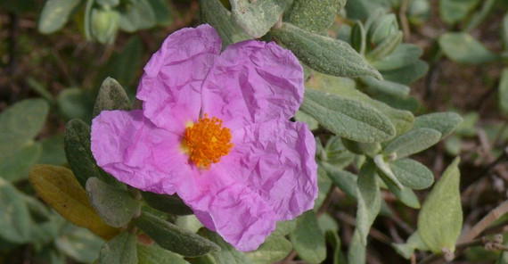 Zistrose (M. Burkart) Lilafarbende Blüte