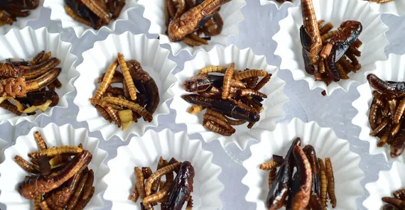 Sind Insekten das Nahrungsmittel der Zukunft? Ernährungswissenschaftler Florian Schweigert spricht sich dafür aus – und hat ein Buch darüber geschrieben. | Foto: Karla Fritze