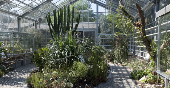 Sukkulentenhaus im Botanischen Garten | Foto: Karla Fritze Im Gewächshaus des Botanischen Garten sind Sukkulenten zu sehen