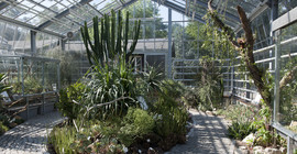 Im Gewächshaus des Botanischen Garten sind Sukkulenten zu sehen