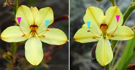 Zwei Fotos von nahezu identischen Blüten, die spiegelbildlich angeordnete Griffel und Staubblätter haben.