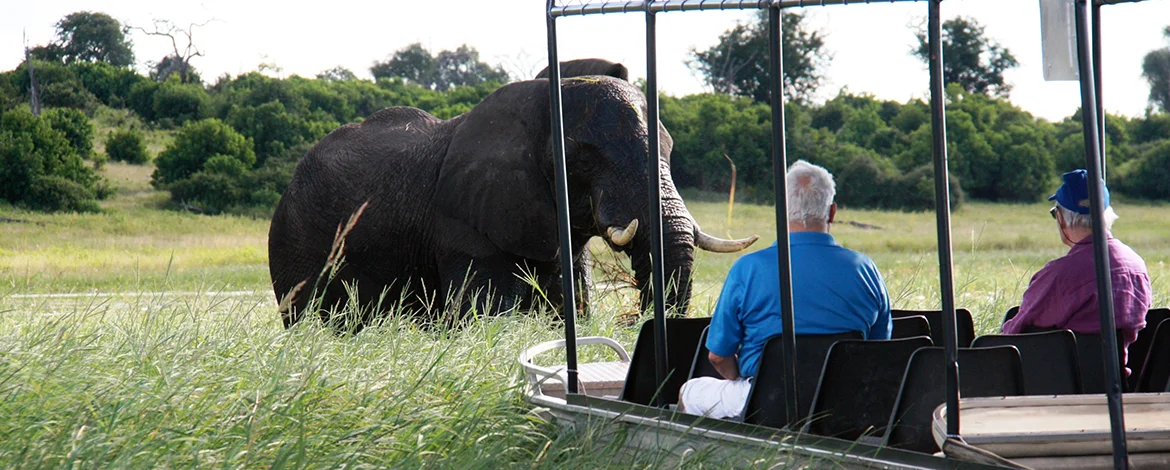 Elefant steht vor einem Safari-Fahrzeug, in dem zwei Personen sitzen. - 