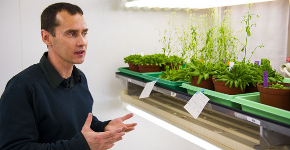 Dr. Tsanko Gechev, wissenschaftlicher Manager von CropStrengthen, im Gewächshaus. Foto: Thomas Hölzel. Dr. Tsanko Gechev, wissenschaftlicher Manager von CropStrengthen, im Gewächshaus. Foto: Thomas Hölzel.