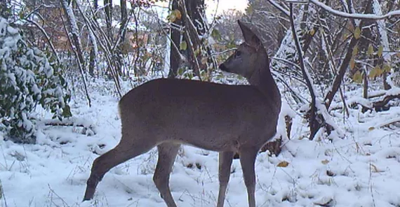Reh auf dem Campus Golm