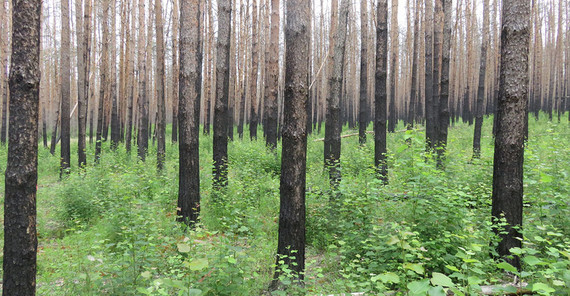 in 2020 with understorey vegetation and aspens. | Photo: Dr. Thilo Heinken in 2020 with understorey vegetation and aspens. | Photo: Dr. Thilo Heinken