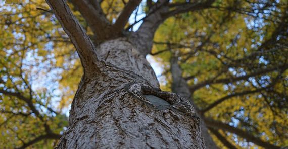Aufnahme eines Baumes von unten / Nahaufnahme der Baumrinde