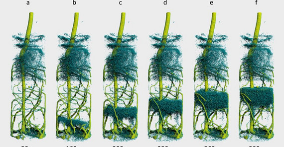 Fo Die Lupinen werden im Zeitraffer beim Trinken dargestellt