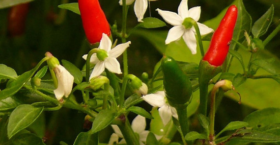 Chilipflanze (Botanischer Garten) Chilipflanze (Botanischer Garten)