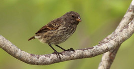 Klein-Grundfink (Geospiza fuliginosa) auf den Galapagos-Inseln. Foto: Ruben Heleno.