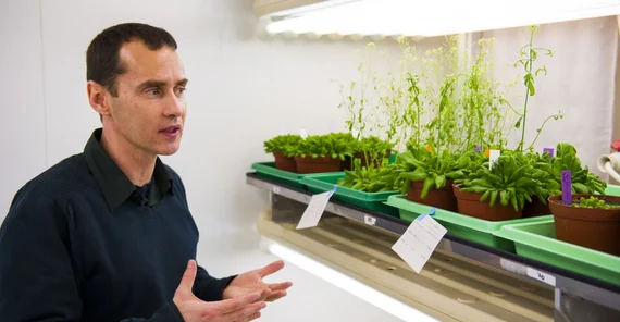 Dr. Tsanko Gechev vom Lehrstuhl Molekularbiologie arbeitet im EU-geförderten Projekt „CropStrengthen“ mit. (Foto: Thomas Hölzel)